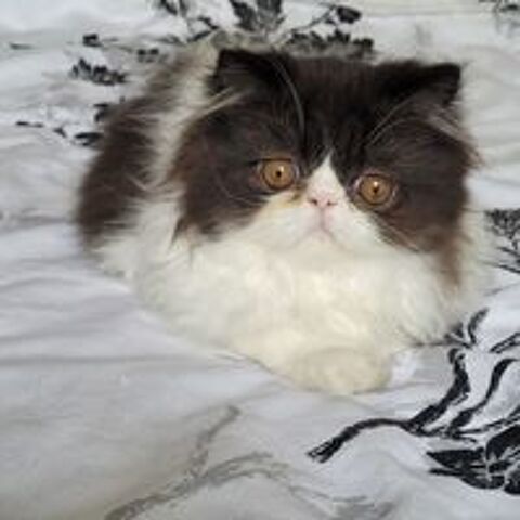   Chaton  persan loof  
