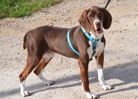 MONCHO, un super loulou, joueur et actif 0 24140 Douville