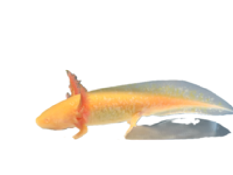   Axolotls blancs 
