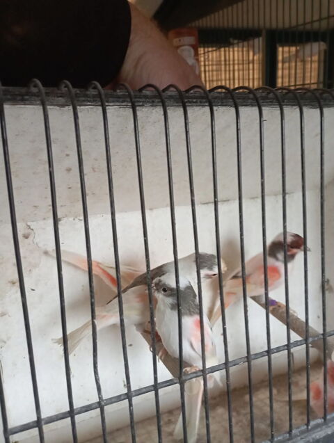 Canaries Arlequin et mosaïque 25 59178 Hasnon