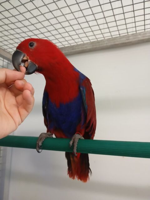 Jeunes Perroquets Eclectus 800 47430 Caumont-sur-garonne