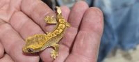   gecko a crête 