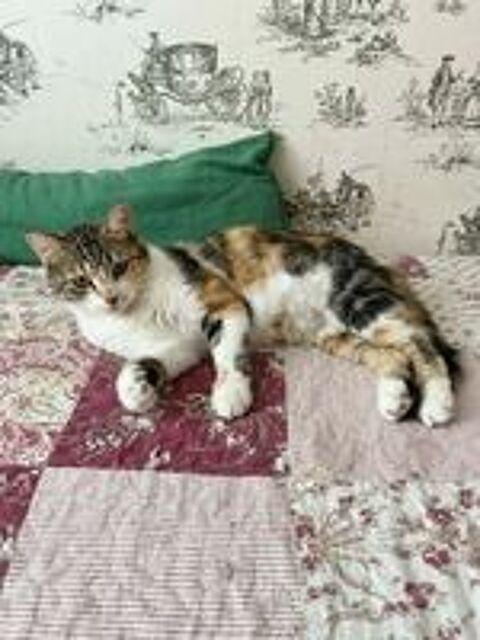   Kathleen 1 an gentille chatte cherche adoptants 