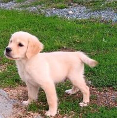   Chiots Golden retriever mâles L.O.F. 
