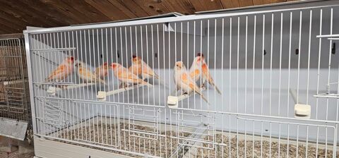 Canaris (mosa&iuml;que rouge) 20 29950 Gouesnach