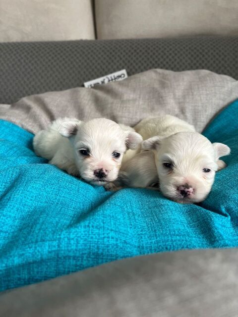 BICHON MALTAIS 1300 59470 Bollezeele