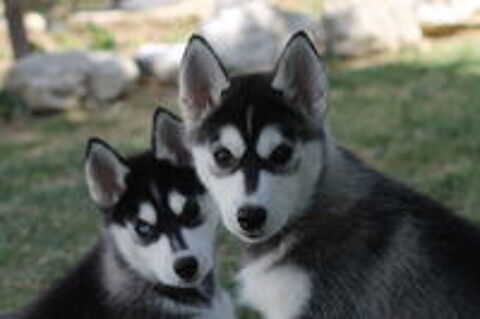   Chiots Husky de Sibérie LOF 