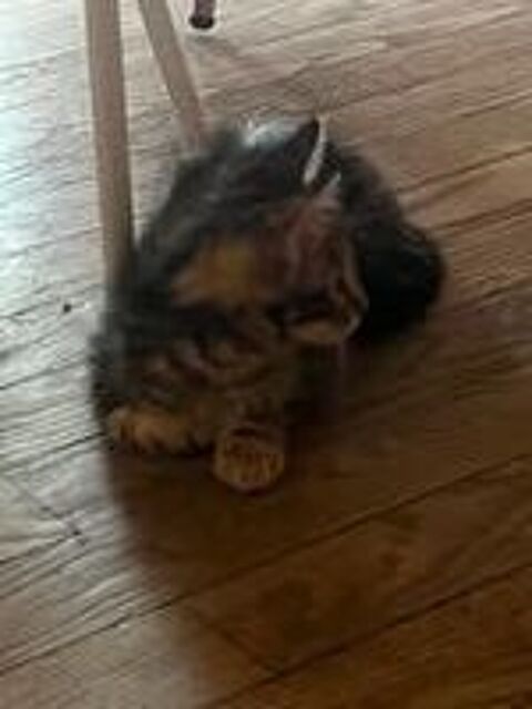   Chat PORTHOS à l adoption 