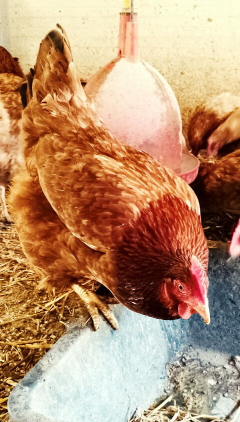 Poule pondeuse 8 69640 Ville-sur-jarnioux