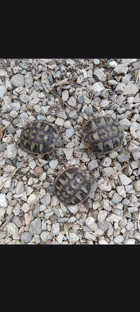 Tortue de terre juv&eacute;nile 40 84270 Vedène