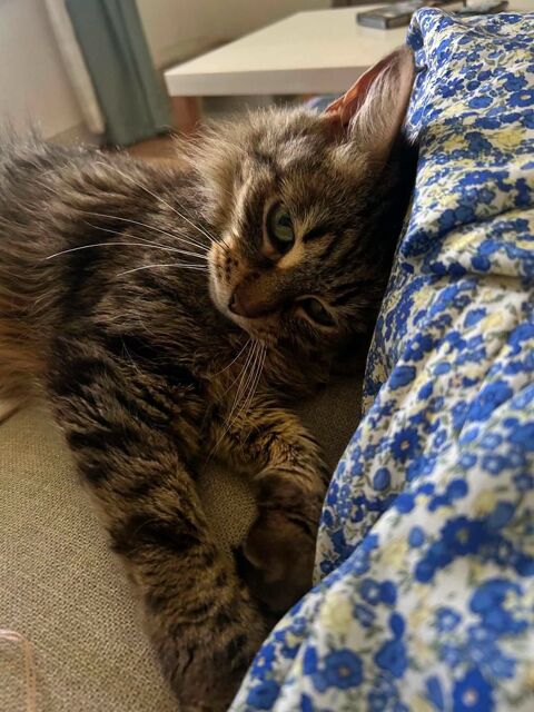 Sally, 9 ans : qui va lui donner une seconde chance ? 50 91360 Épinay-sur-orge