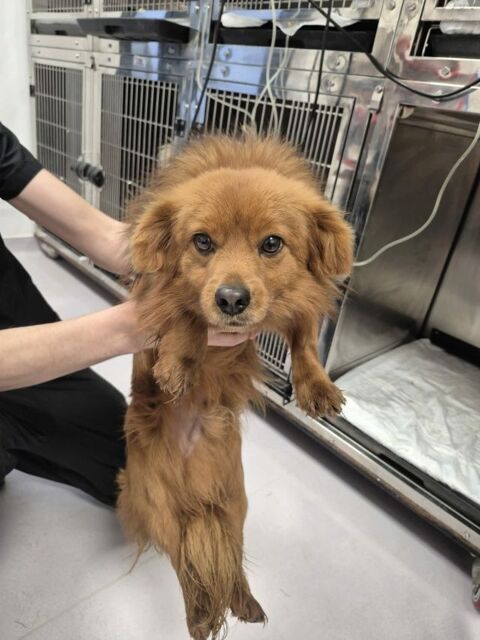 Austral &agrave; l'adoption 300 47000 Agen