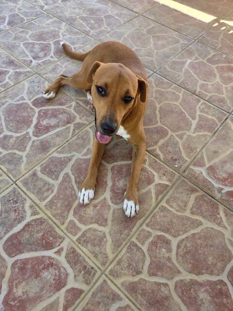 Frisky, M&acirc;le, X Berger, n&eacute; le 01/04/2025 🐶 380 37000 Tours