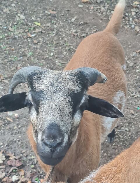 Jeune mouton du Cameroun. 50 16330 Saint-amant-de-boixe