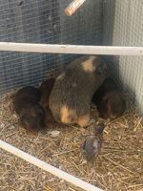   Petit cochon d'Inde 
