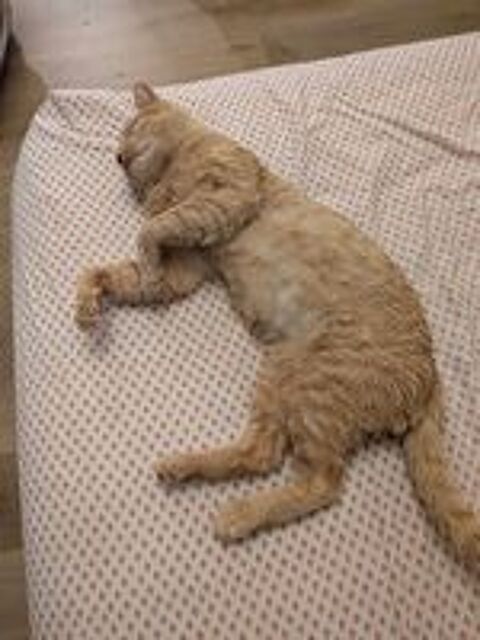   chat fiv dont libre  