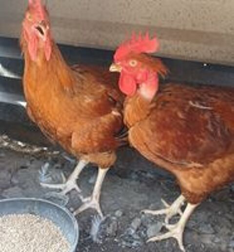  Poulet fermier  