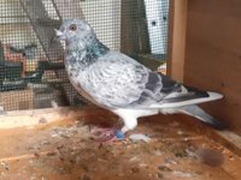  COUPLE de PIGEONS TYPE VOYAGEUR 