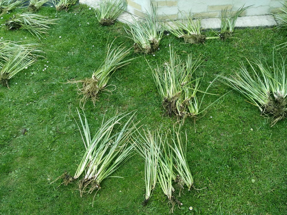 plantes bassin Jardin