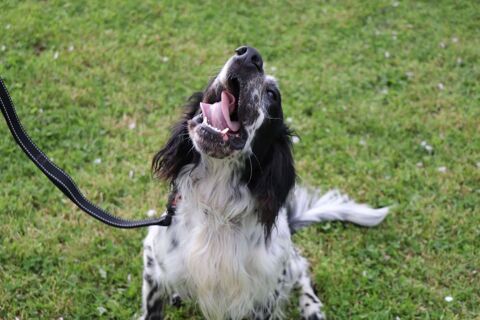 Yugo, jeune setter anglais à l'adoption 250 35830 Betton