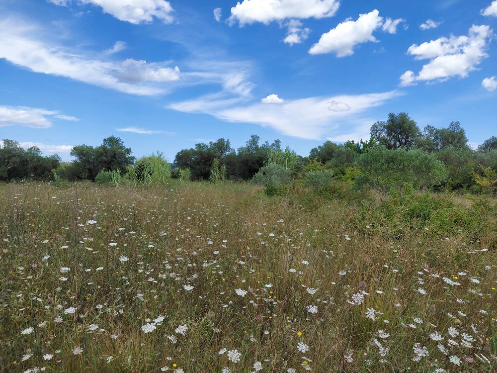 Vente Terrain Plantation chênes truffier avec compteur eau de ville Saint-hilaire-d'ozilhan