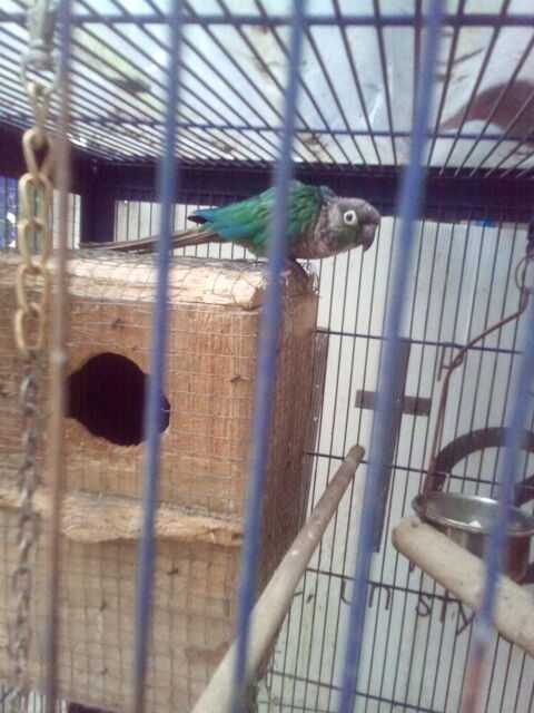  perruche pyrrurha 80 82000 Montauban