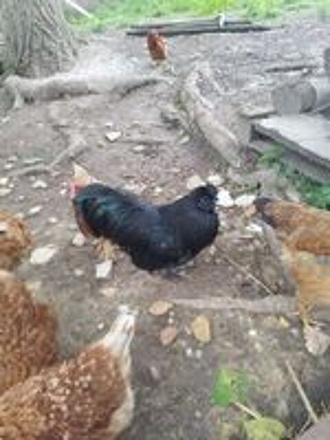   Ayam Cemani 