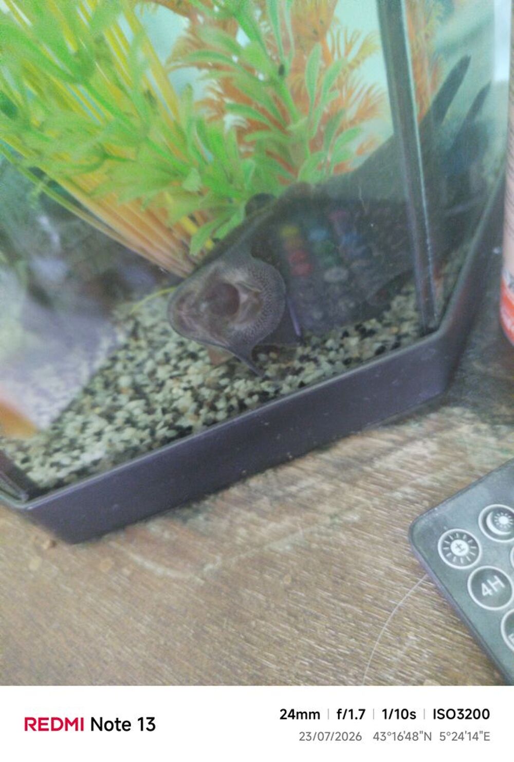  Poisson pleco 