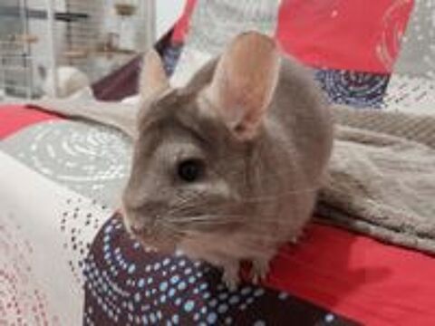   Chinchilla femelle  