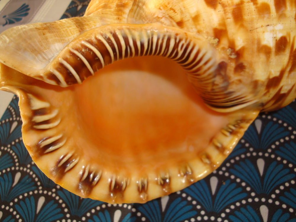 Coquillage Triton Trompette Décoration