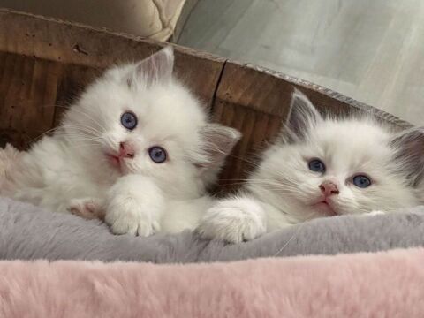 Chatons RAGDOLL 990 01500 Ambronay