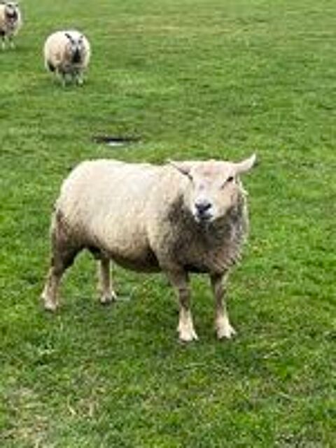   Mouton charolais  