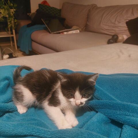 Chaton croises de siamoi 0 01170 Cessy