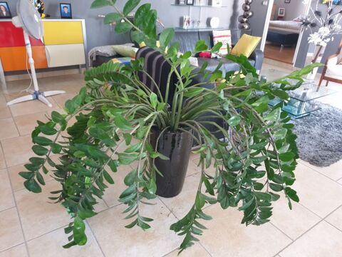 PLANTE Saint-Doulchard (18)