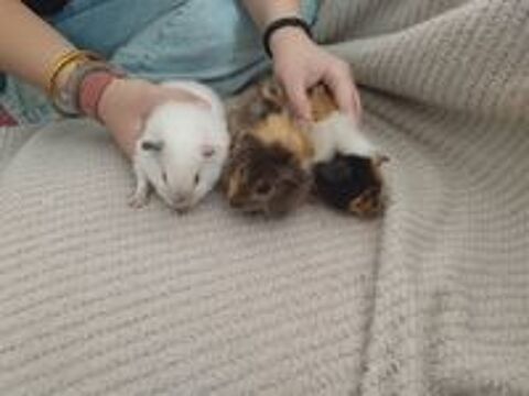   5 petits cochons d'Inde attendent leurs nouvelles familles 