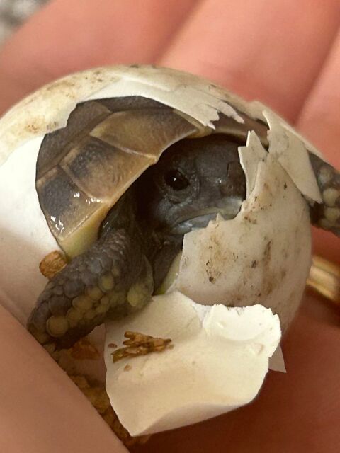 Tortue 90 77600 Conches-sur-gondoire