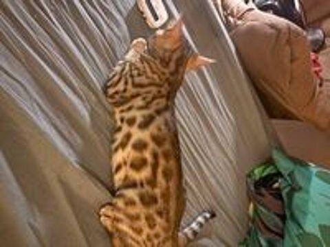   : chaton Bengal 