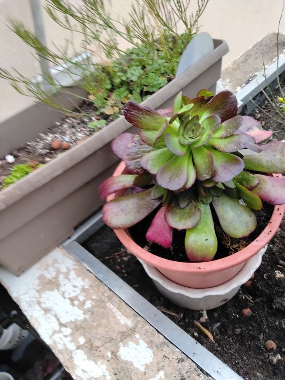 POTS DE FLEURS A GOGO &agrave; partir de 3€ pi&egrave;ce le pot 
et plante Jardin