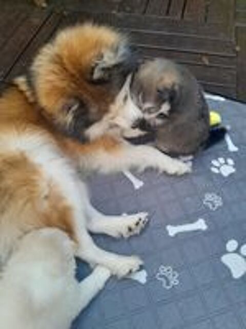   Magnifiques pomsky F3 de lignées prestigieuses 
