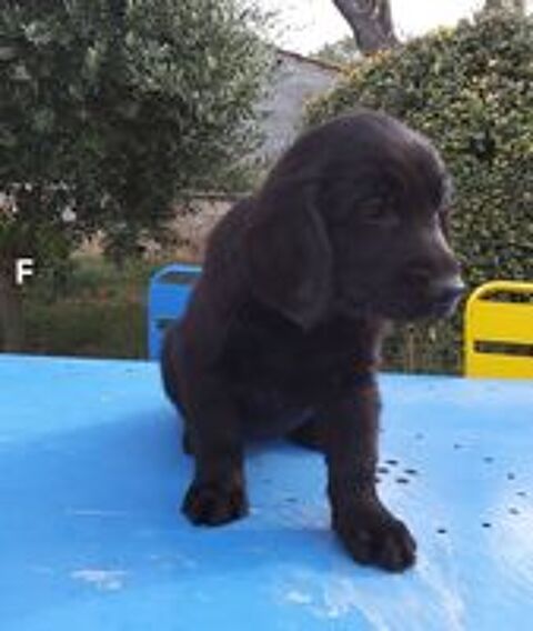   A réserver chiots flat coated retriever lof  