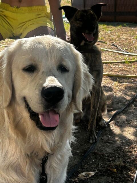 Donne Golden Retriever 0 30160 Bessèges