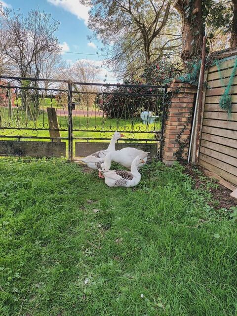Oeufs f&eacute;cond&eacute;s d oies de Bavent 3 35150 Corps-nuds