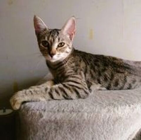   Poppy adorable chatonne 5 mois cherche famille 