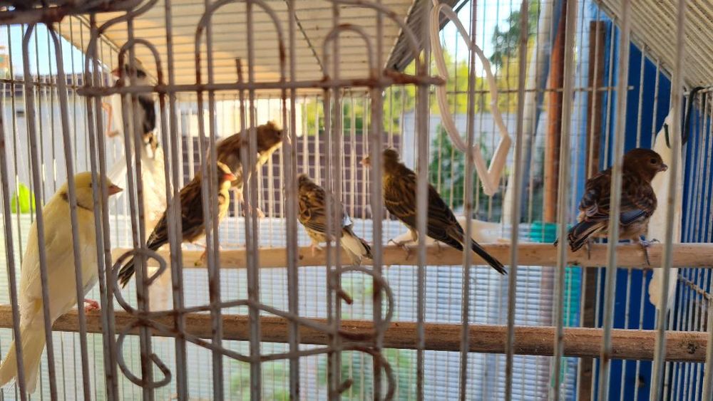   canari de l annee 