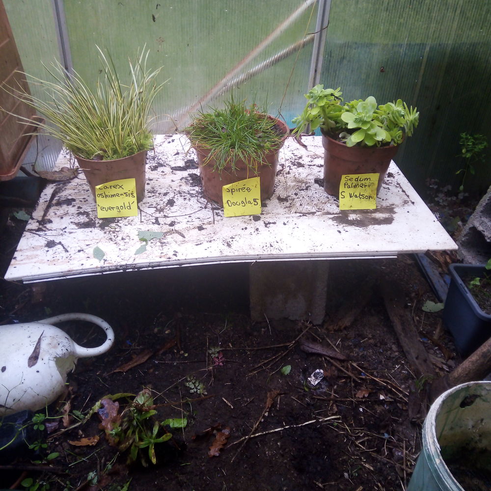 Plantes ornementales et vivaces. Jardin