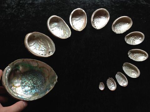 TR�S ORIGINALE COLLECTION D'ORMEAUX Envoi Possible
40 Tr�gunc (29)