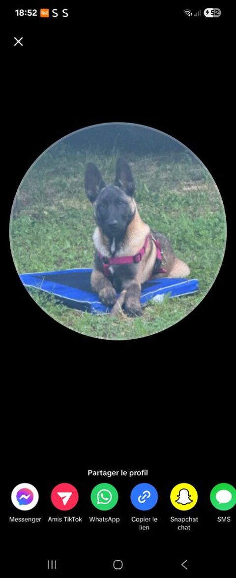 Bonjour malinois, mâle ne en novembre 2024. 600 26000 Valence