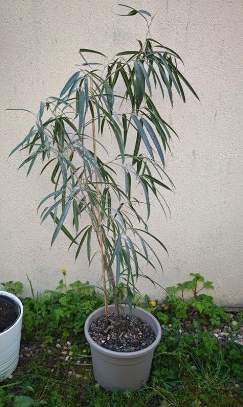 FICUS et DRACAENA en pot 200 ou 180 ou 140 cm 6 Metz (57)