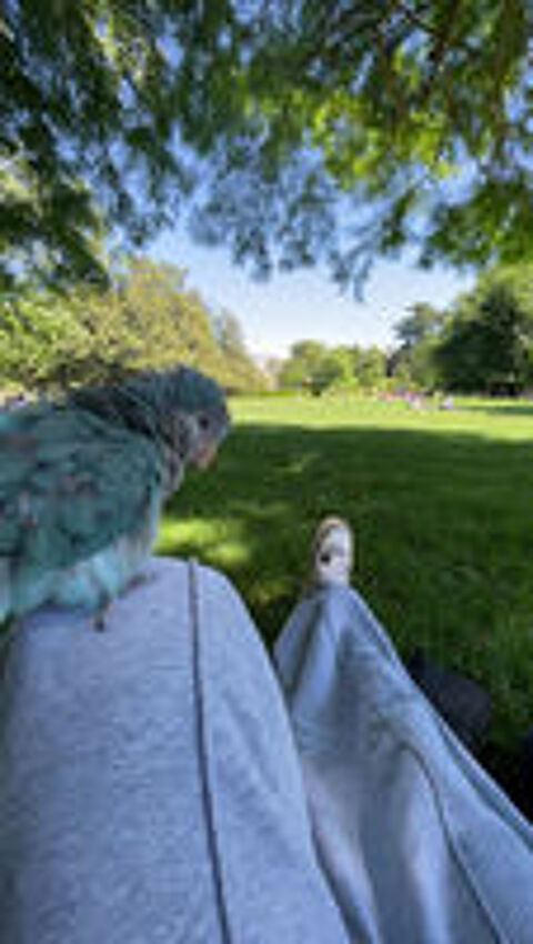   PERROQUET CONURE SOURIS BLEU EAM 