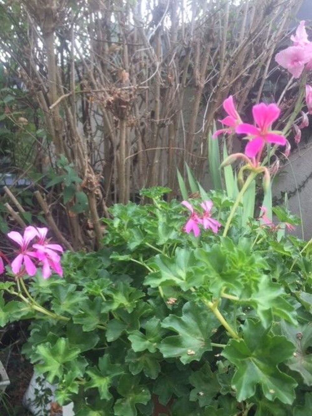 plein de belles plantes vivaces a prix corrects;
Jardin